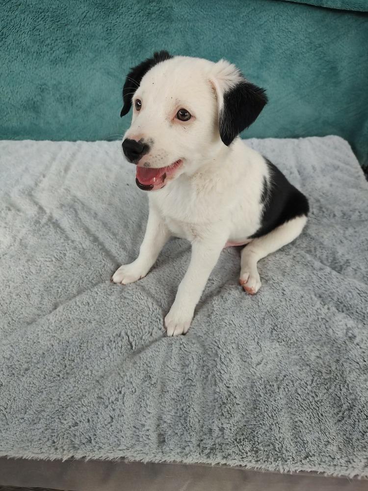 Pinecone, a Adoptable mixed breed in Rathdrum, ID image 3/4