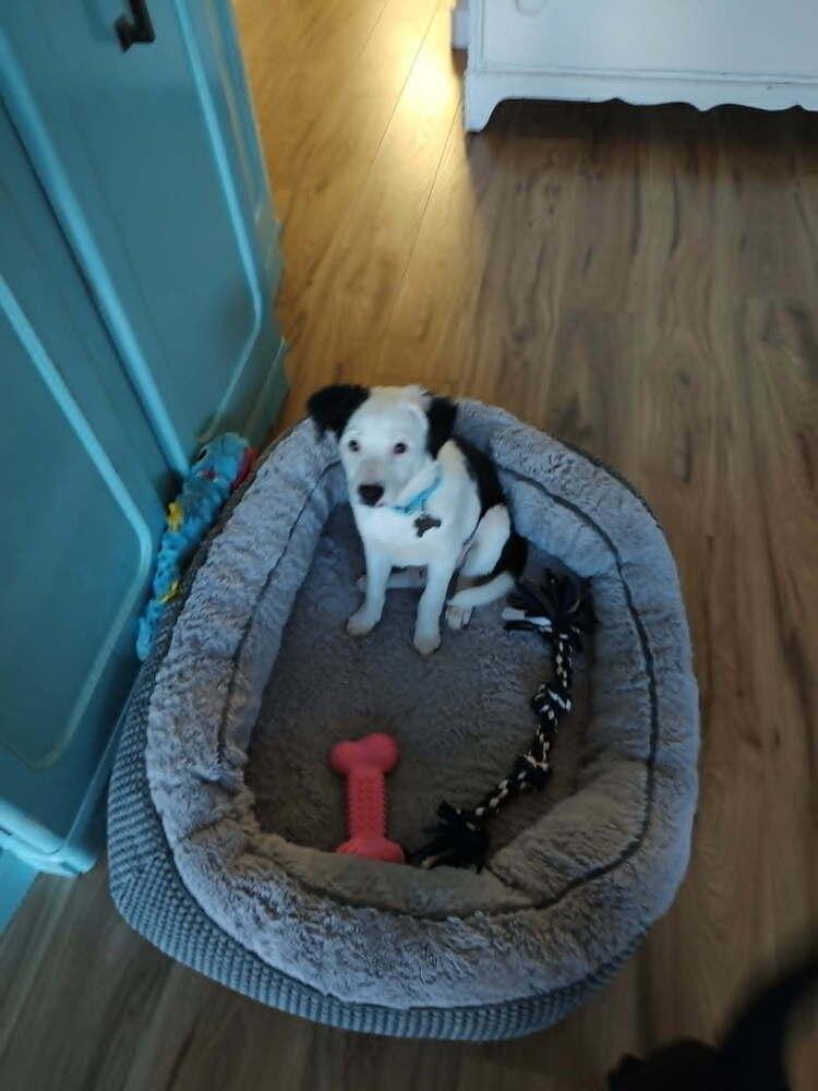 Pinecone, a Adoptable mixed breed in Rathdrum, ID image 4/4
