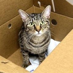 JJ, Adoptable, Adult Male Domestic Short Hair.