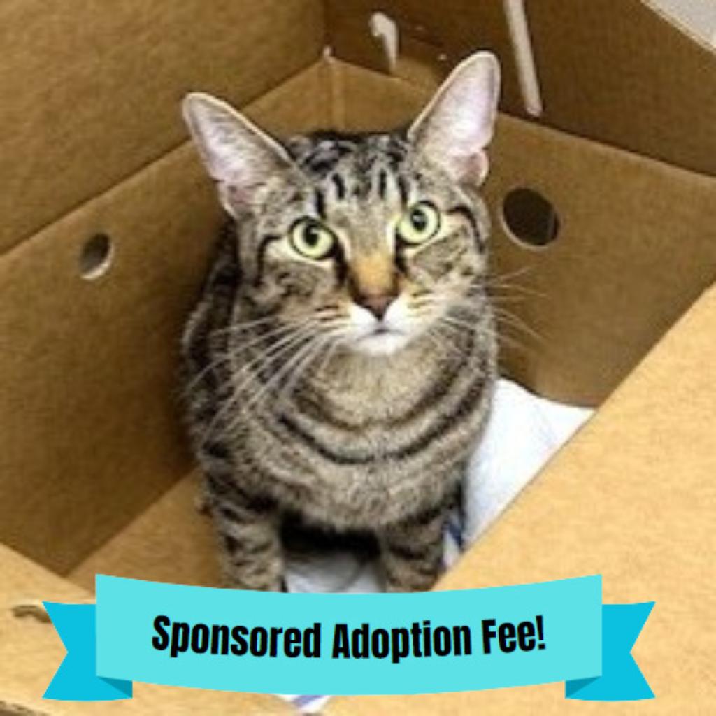 Enlarge JJ, a Adoptable Domestic Short Hair in Novelty, OH image 2/2