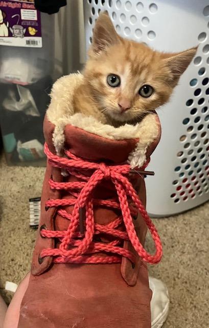 Tostada, Adopted, Young Female Domestic Short Hair.