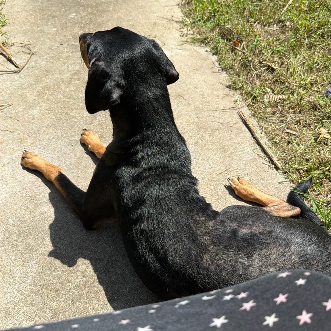 Enlarge Strawberry, a Adoptable mixed breed in CANTON, OH image 5/5