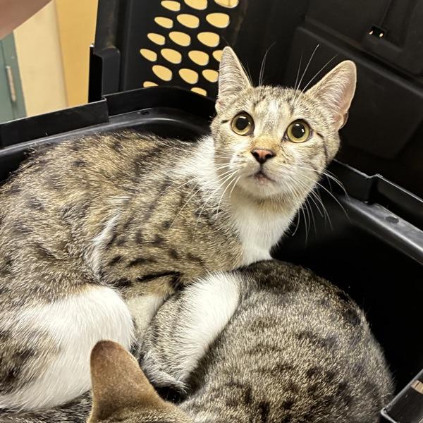 Enlarge Yellow (mcas), a Adoptable mixed breed in Troutdale, OR image 1/1