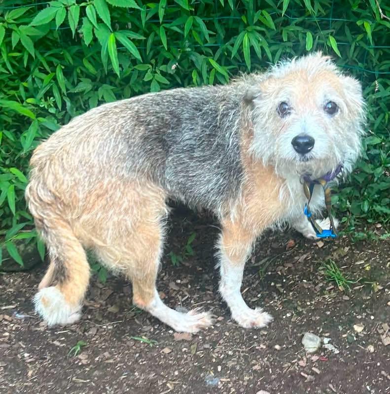 Enlarge Daffodil, a ADOPTABLE mixed breed in Oak Ridge, NJ image 2/3