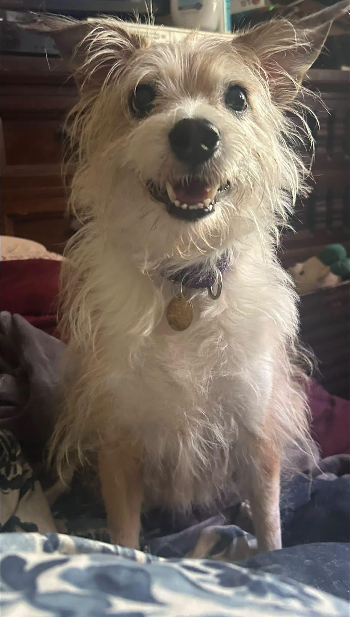 Enlarge Daffodil, a ADOPTABLE mixed breed in Oak Ridge, NJ image 1/3