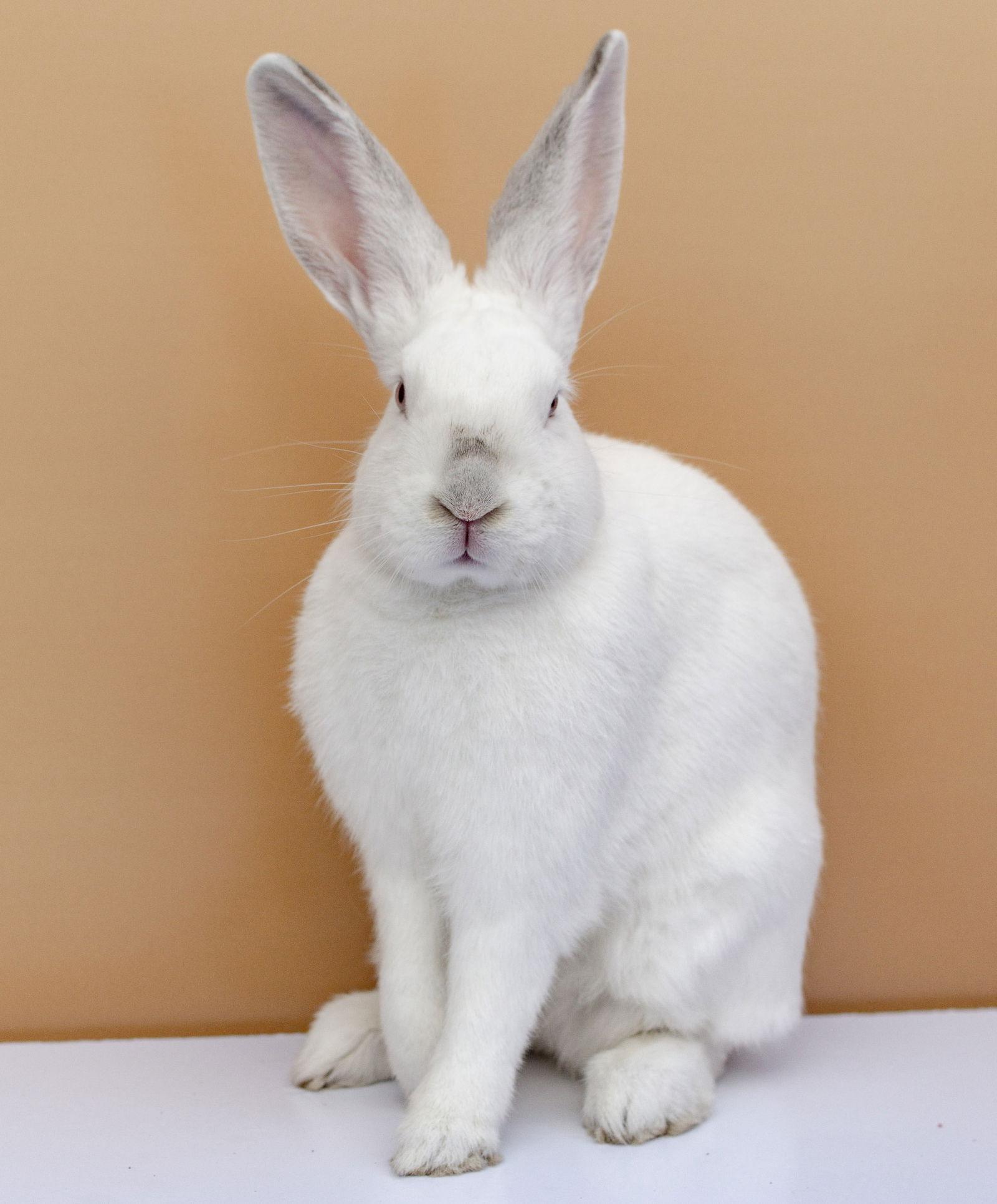 Hendrix, Adoptable, Young Female American.