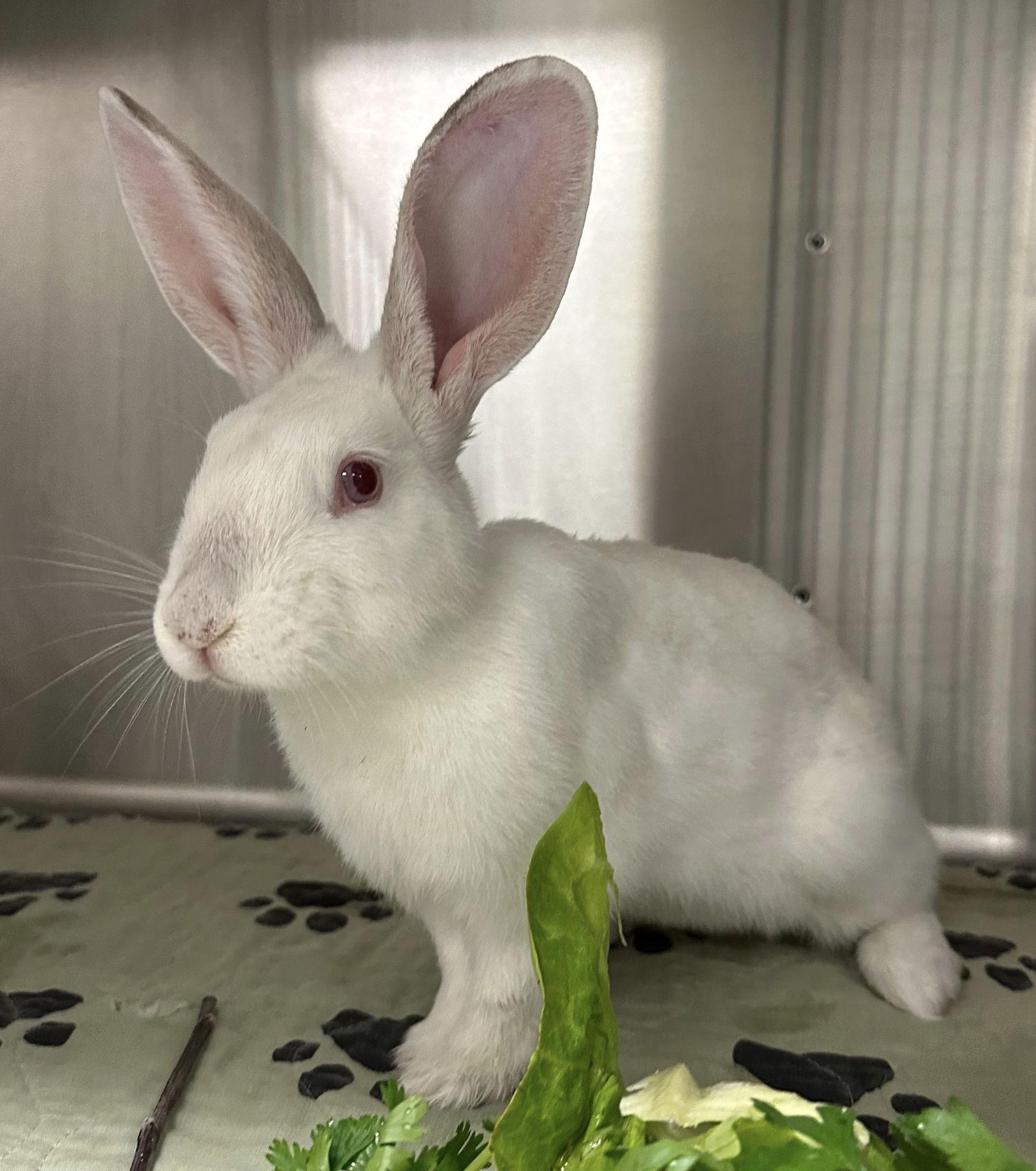 Enlarge Hendrix, a Adoptable American in Oakland, CA image 2/3