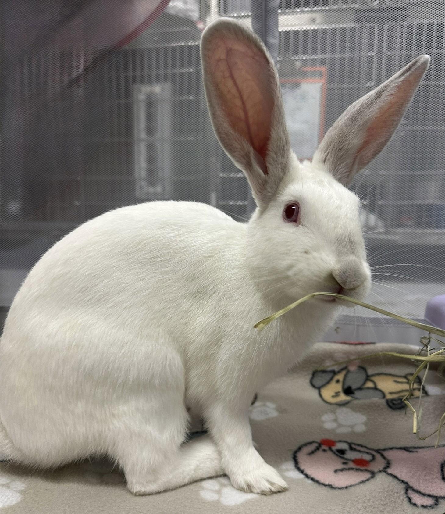 Enlarge Hendrix, a Adoptable American in Oakland, CA image 3/3