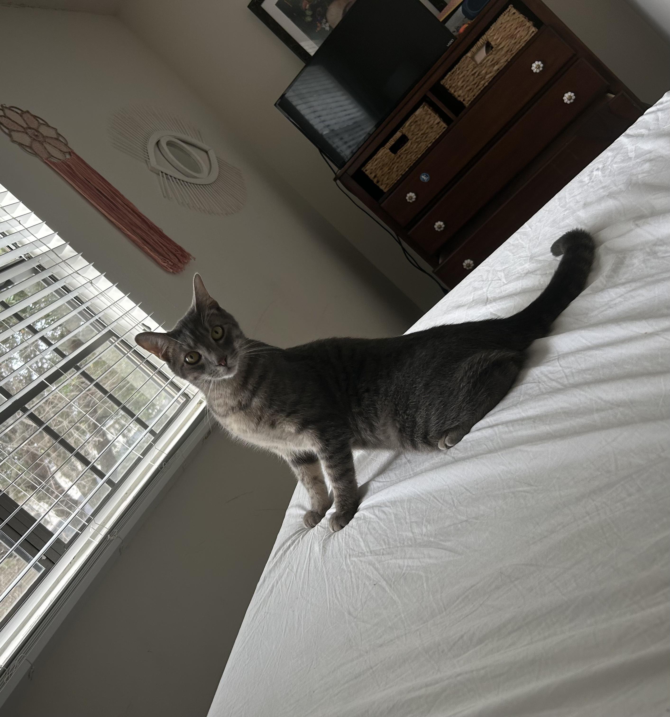 Enlarge Beckham, a ADOPTABLE Domestic Short Hair in Mount Pleasant, SC image 3/5