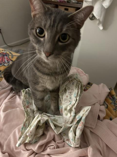 Beckham, a ADOPTABLE Domestic Short Hair in Mount Pleasant, SC image 2/4