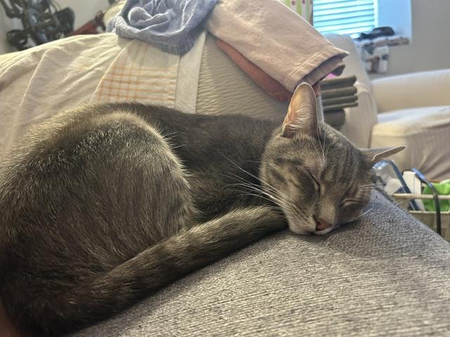 Beckham, ADOPTABLE, Adult Male Domestic Short Hair.