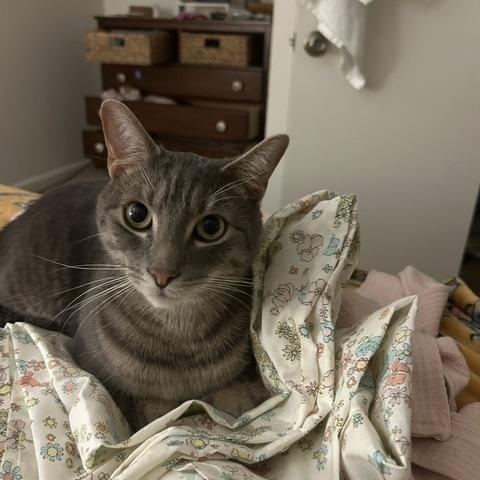 Beckham, ADOPTABLE, Adult Male Domestic Short Hair.