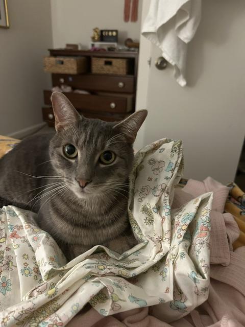 Beckham, a ADOPTABLE Domestic Short Hair in Mount Pleasant, SC image 4/4