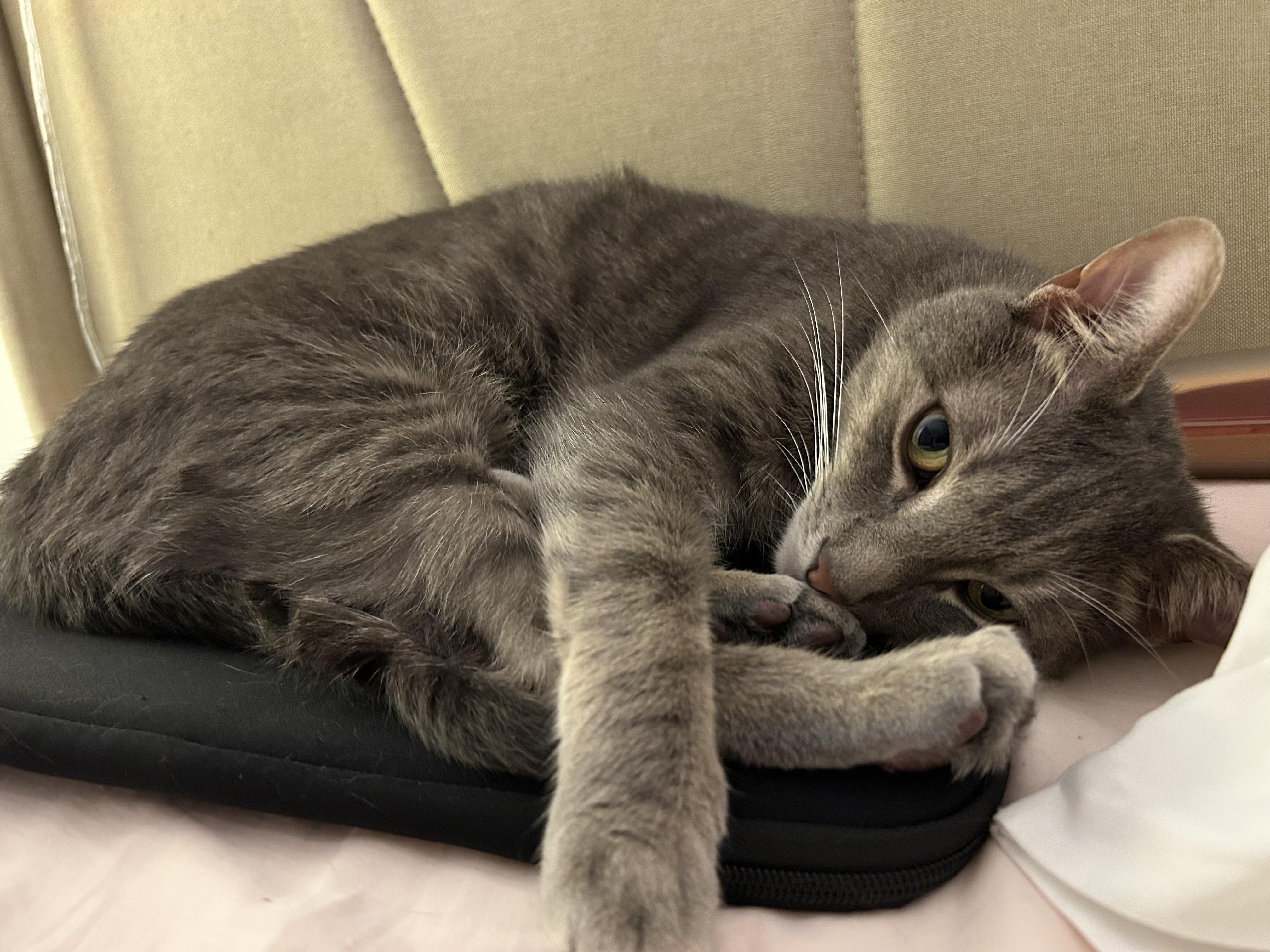 Enlarge Beckham, a ADOPTABLE Domestic Short Hair in Mount Pleasant, SC image 2/5