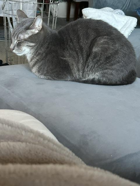 Beckham, a ADOPTABLE Domestic Short Hair in Mount Pleasant, SC image 3/4
