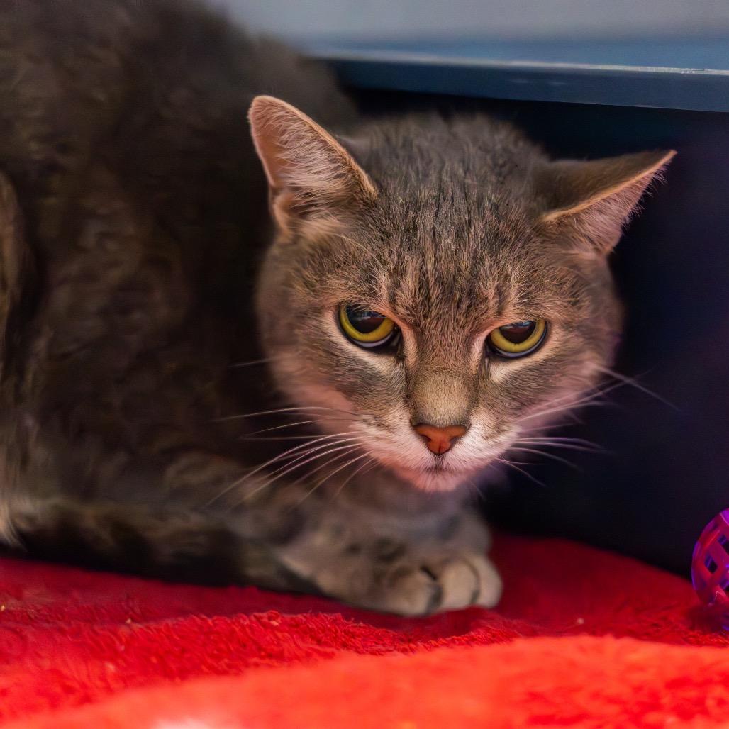 Enlarge Bumper (bonded with Taffy), a Adoptable Domestic Short Hair in Wilmington, DE image 1/2