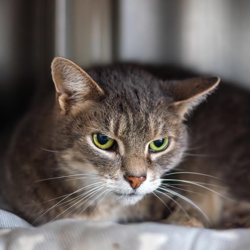 Enlarge Bumper (bonded with Taffy), a Adoptable Domestic Short Hair in Wilmington, DE image 2/2