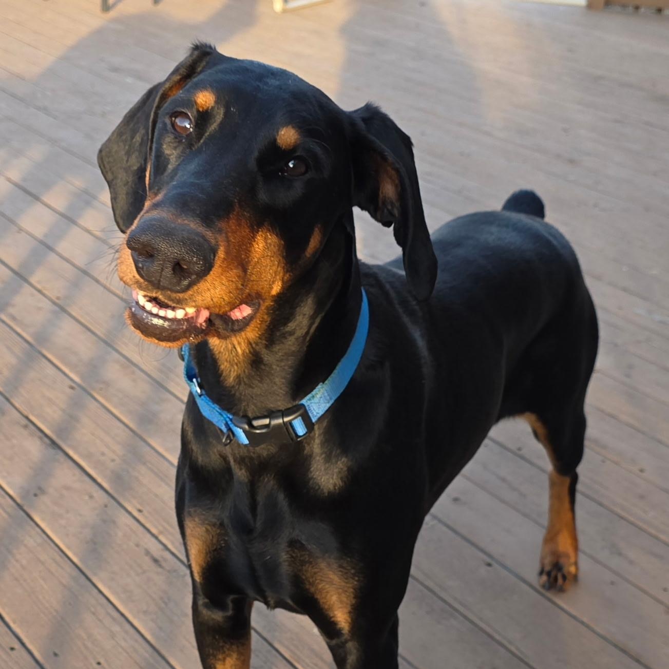 Enlarge Alonna, a ADOPTABLE Doberman Pinscher in Columbus, OH image 2/2