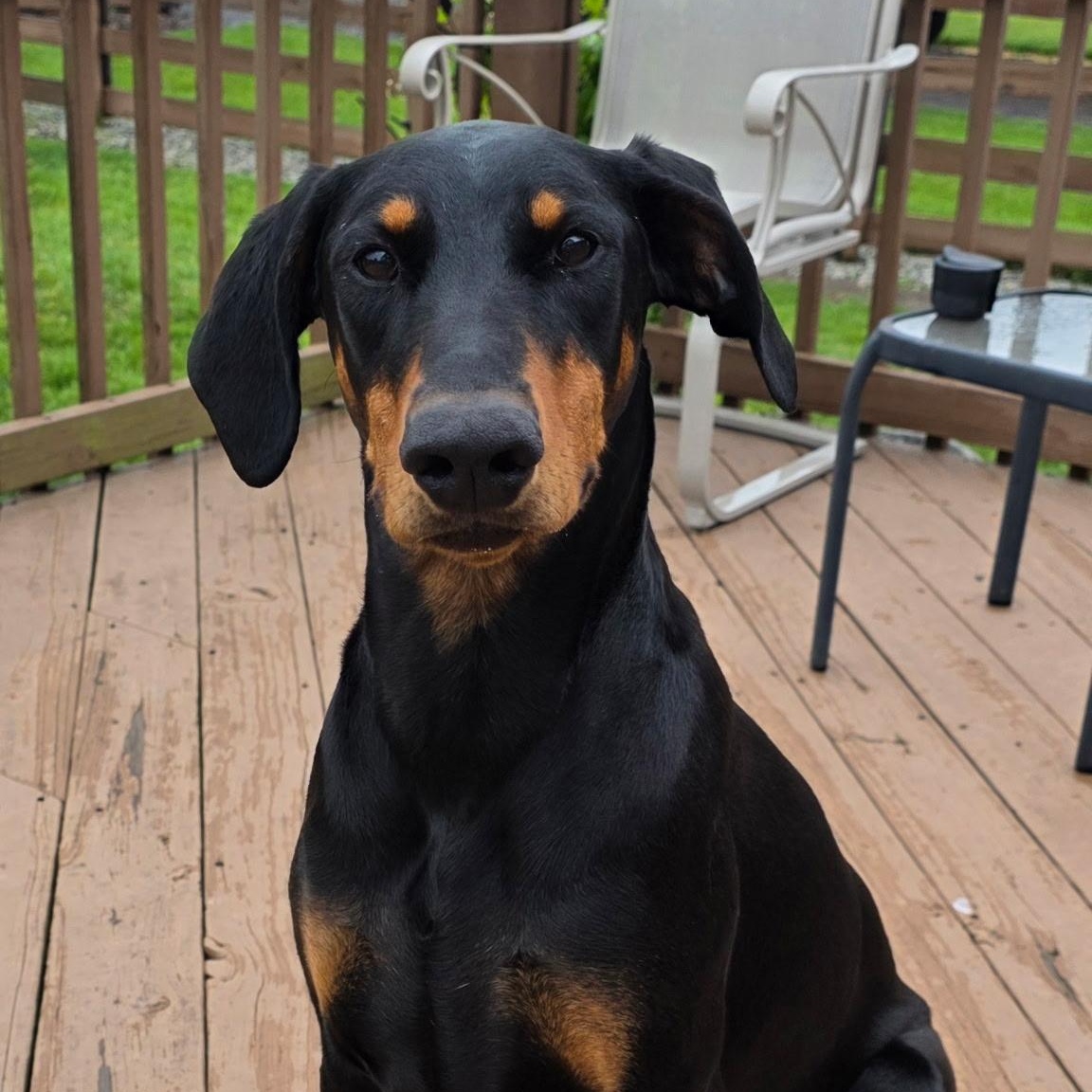 Alonna, ADOPTABLE, Adult Female Doberman Pinscher.