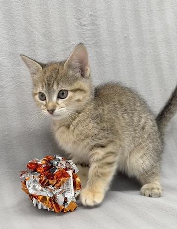 Enlarge Frita, an adopted Domestic Short Hair in Minneapolis, MN image 1/5
