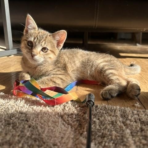 Enlarge Frita, an adopted Domestic Short Hair in Minneapolis, MN image 5/5