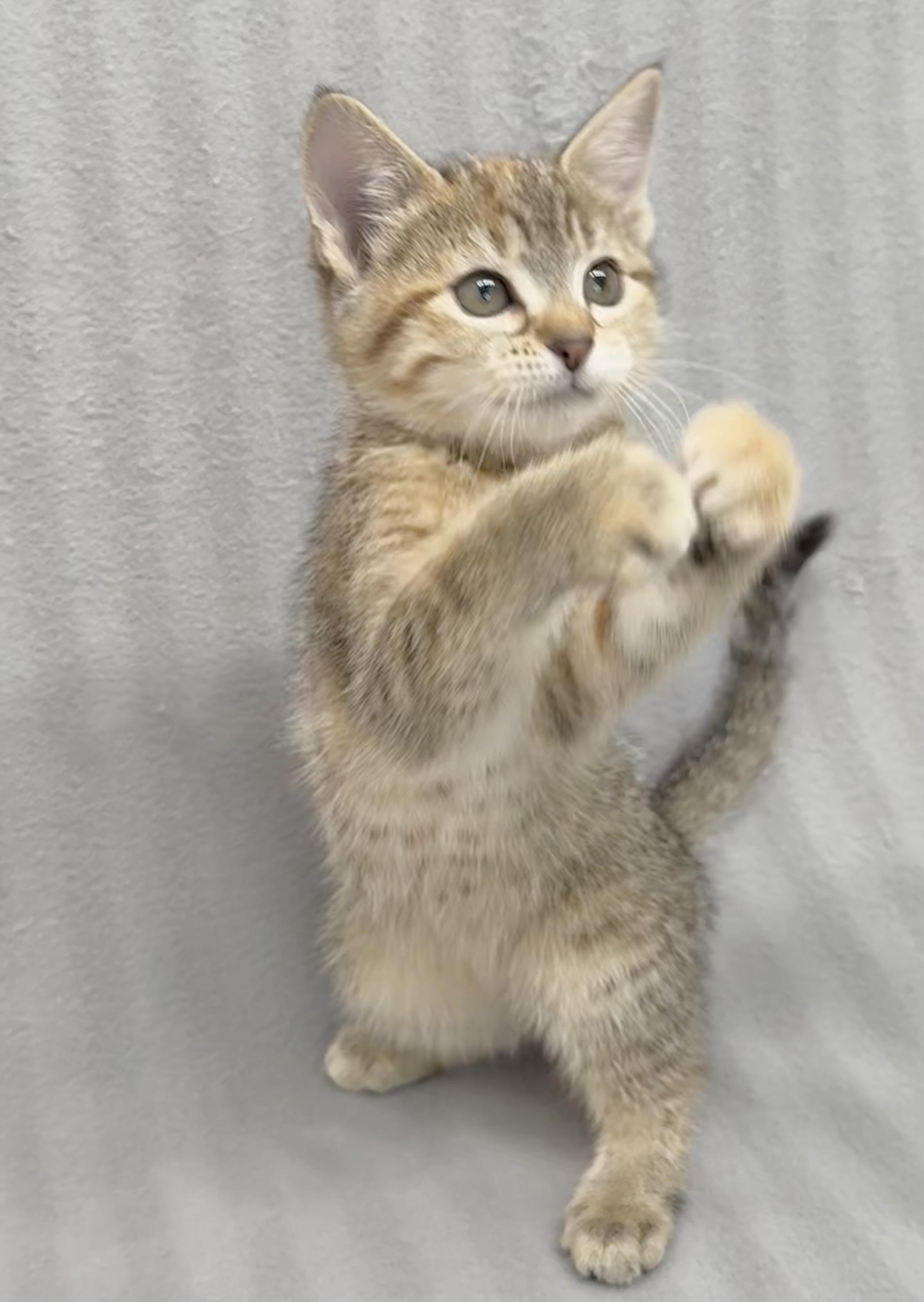 Enlarge Frita, an adopted Domestic Short Hair in Minneapolis, MN image 3/5