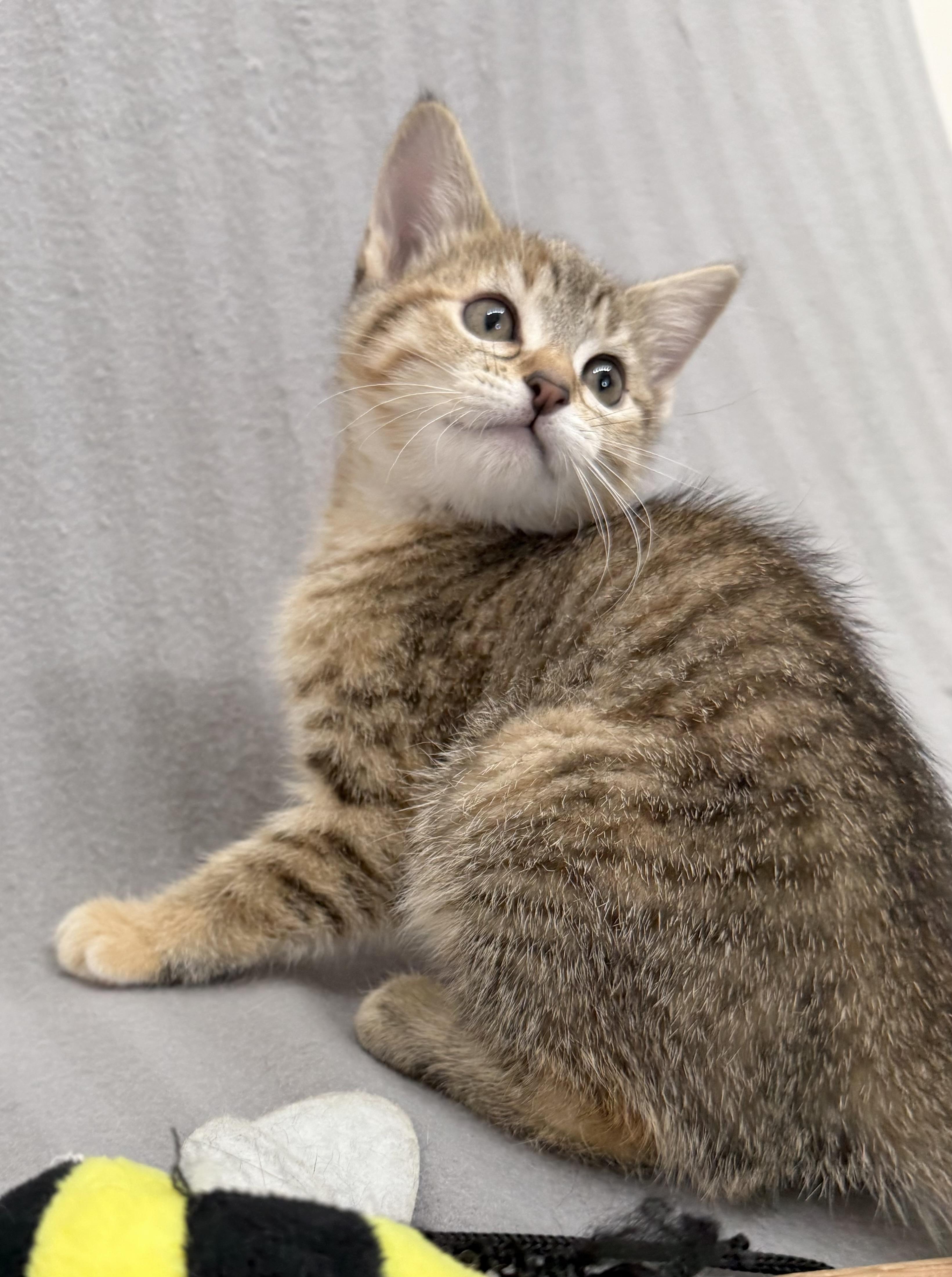 Enlarge Frita, an adopted Domestic Short Hair in Minneapolis, MN image 2/5