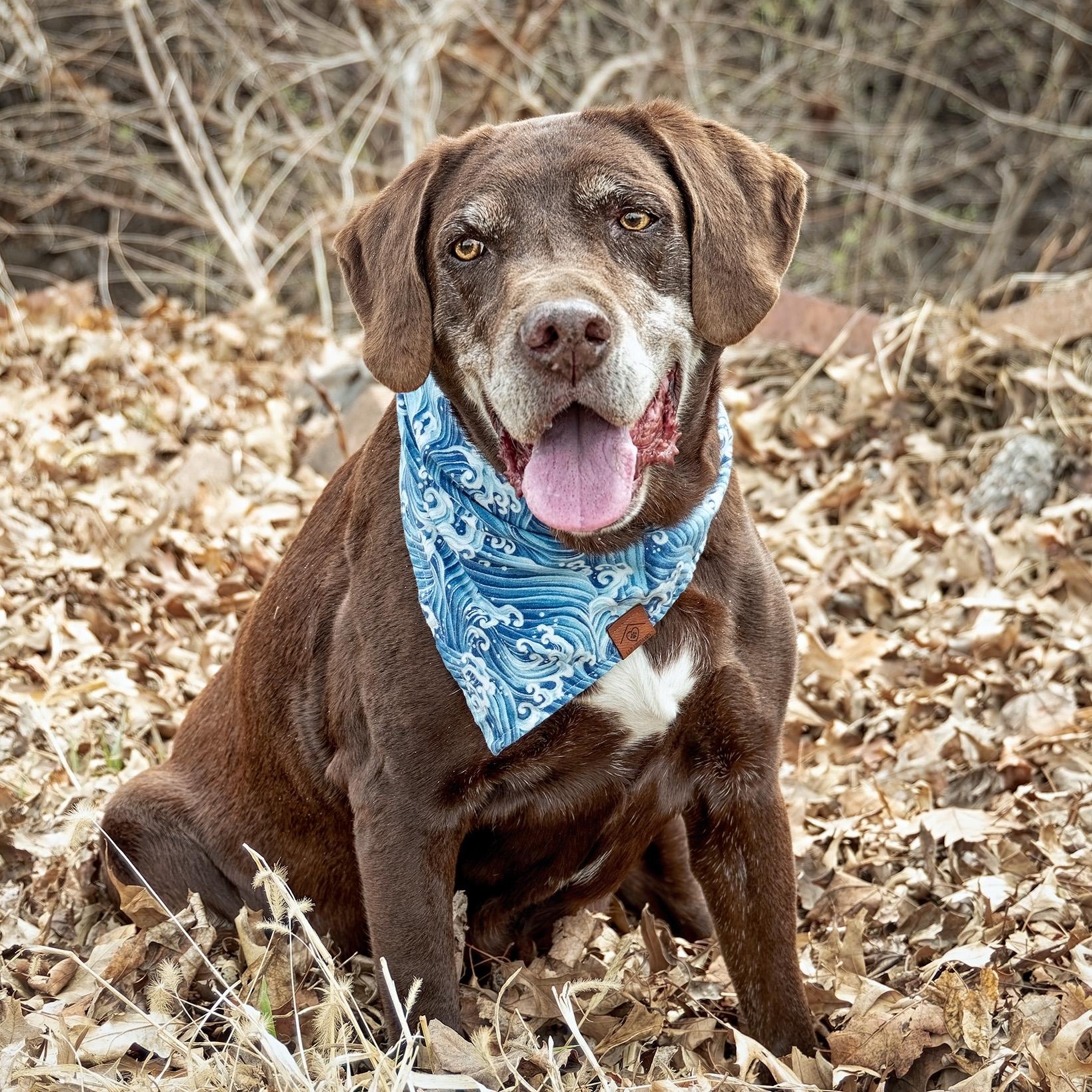 Count Chocula, ADOPTABLE, Senior Male Chocolate Labrador Retriever.