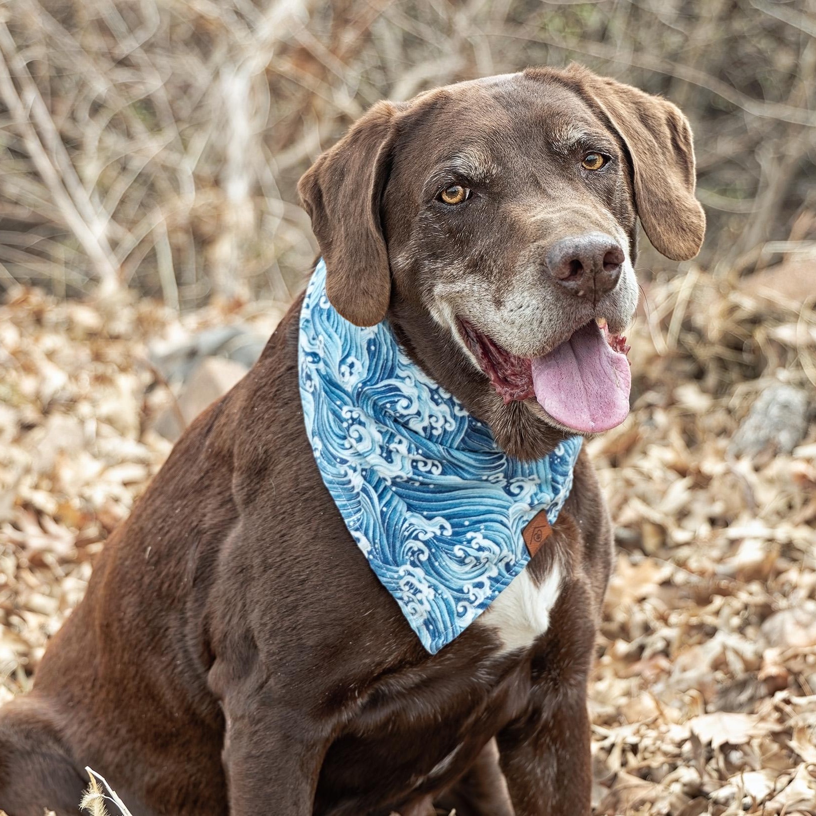 Enlarge Count Chocula, a ADOPTABLE Chocolate Labrador Retriever in Clarinda, IA image 5/6
