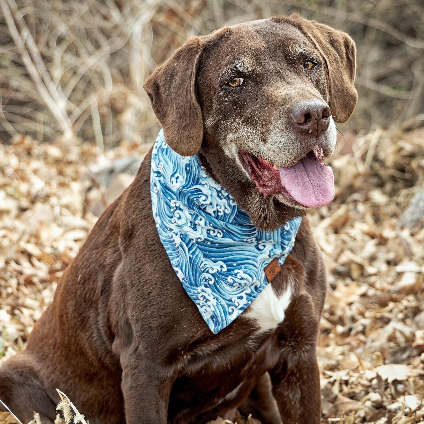 Enlarge Count Chocula, a ADOPTABLE Chocolate Labrador Retriever in Clarinda, IA image 3/6