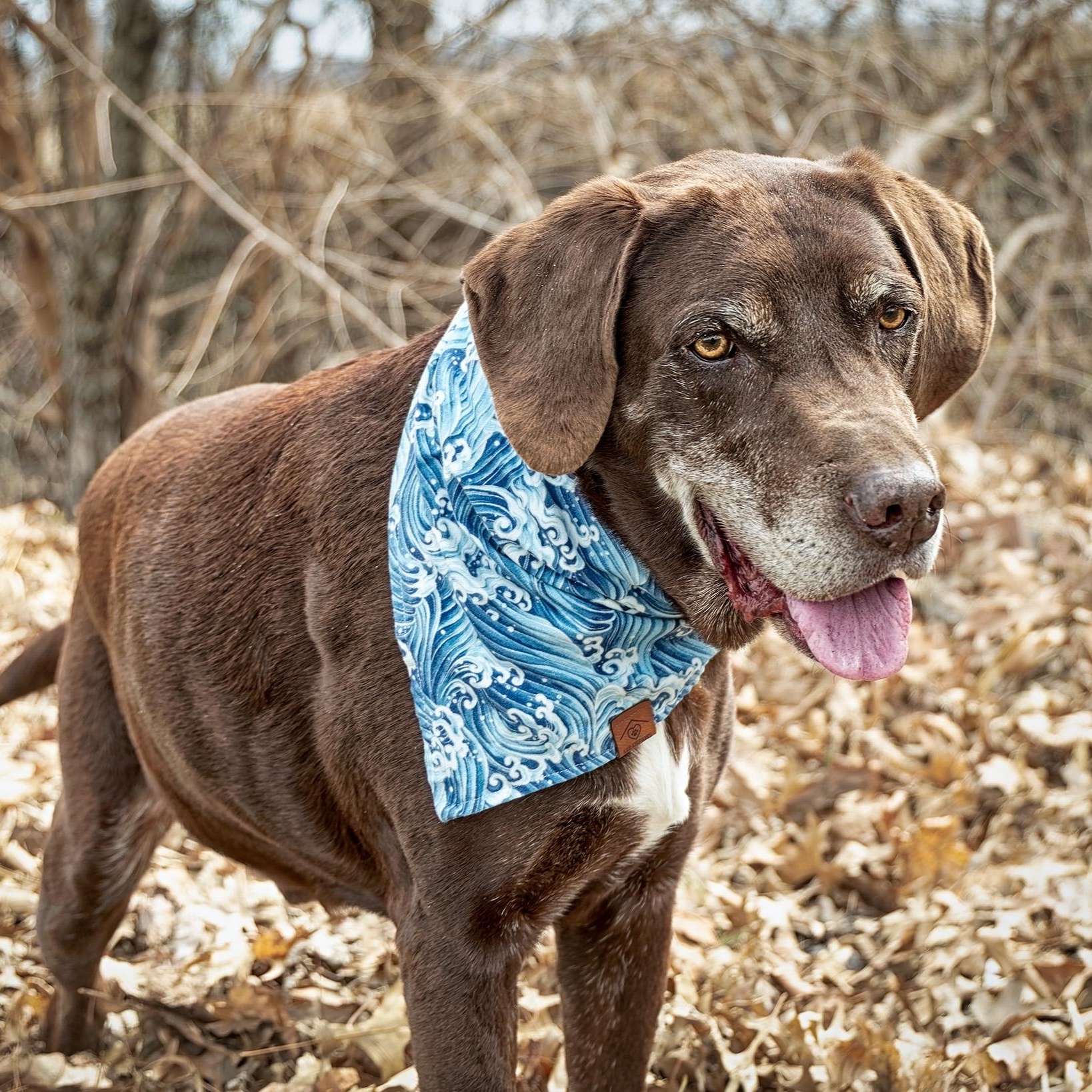 Enlarge Count Chocula, a ADOPTABLE Chocolate Labrador Retriever in Clarinda, IA image 2/6