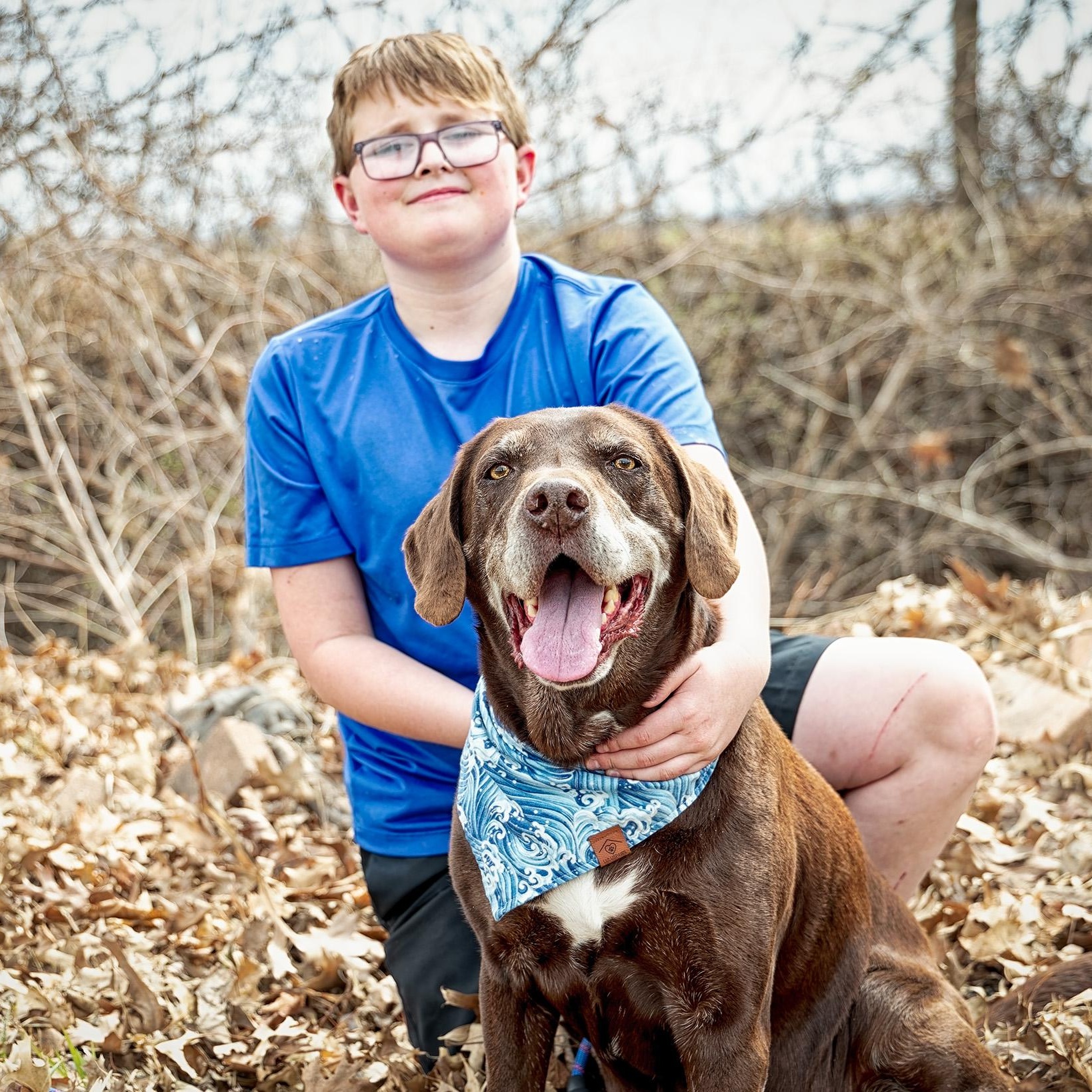 Enlarge Count Chocula, a ADOPTABLE Chocolate Labrador Retriever in Clarinda, IA image 4/6
