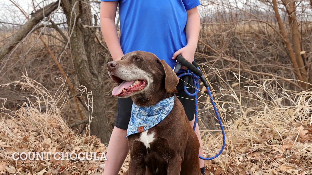 Enlarge Count Chocula, a ADOPTABLE Chocolate Labrador Retriever in Clarinda, IA video 6/6