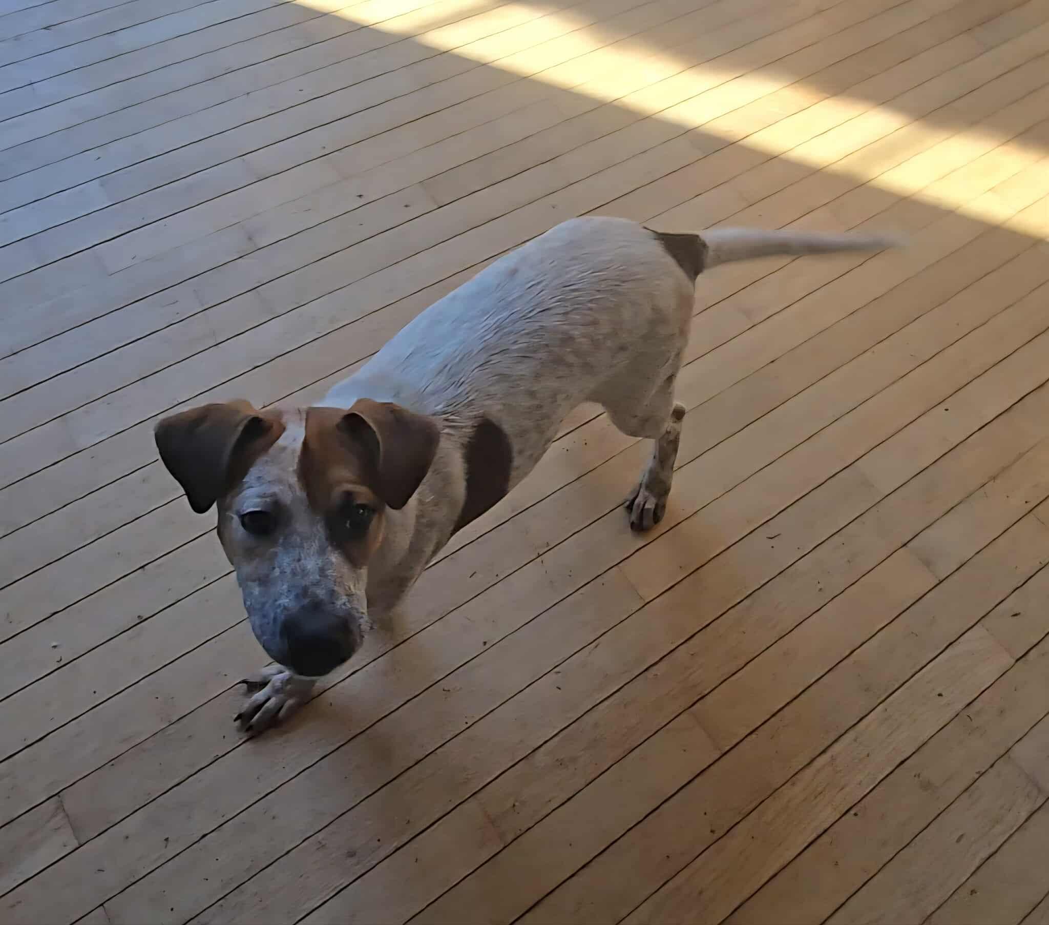 Heintz, Adoptable, Puppy Female Mixed Breed.