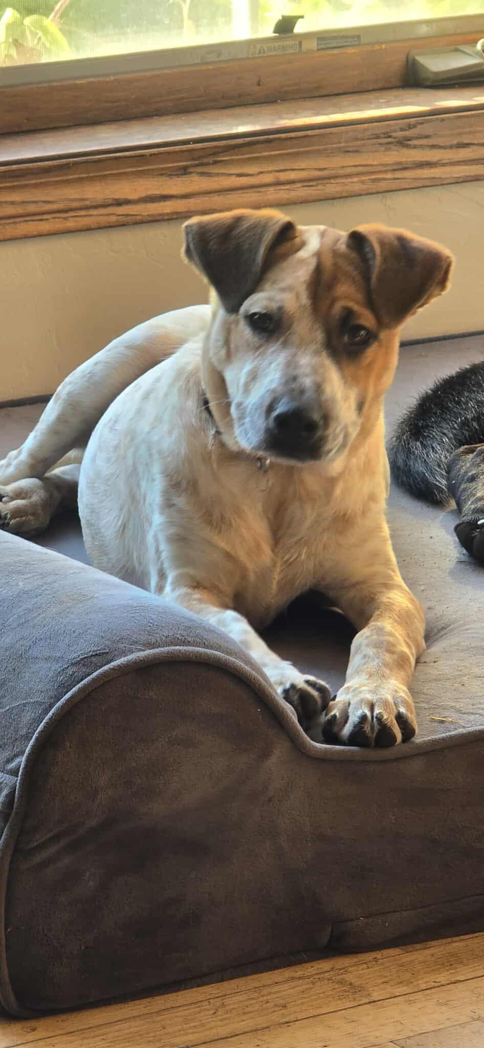 Heintz, a Adoptable Mixed Breed in De Pere, WI image 2/3