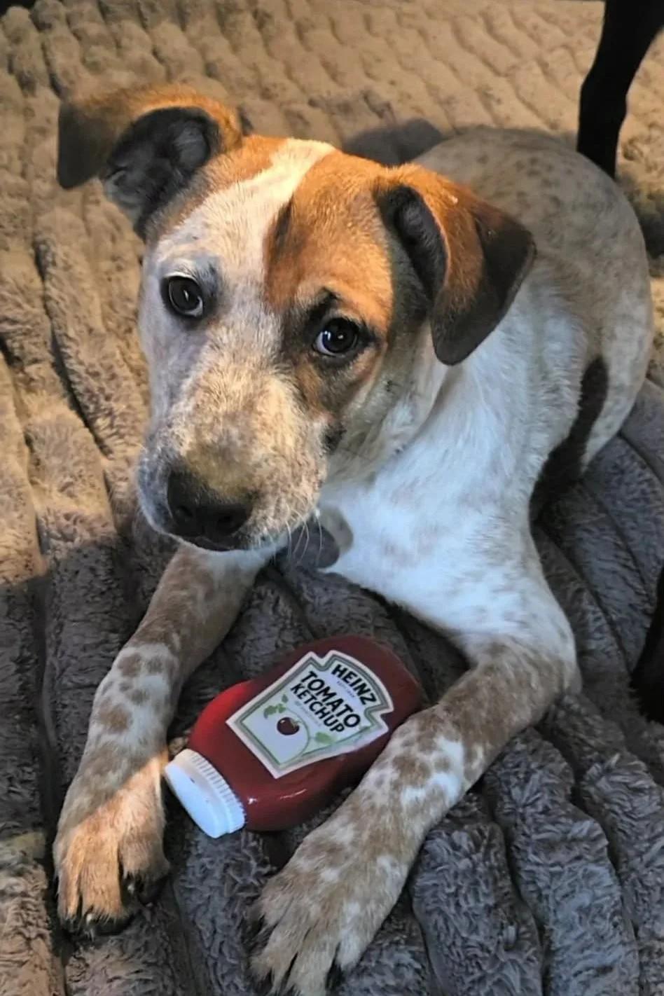 Heintz, adoptable, Puppy Female Mixed Breed.