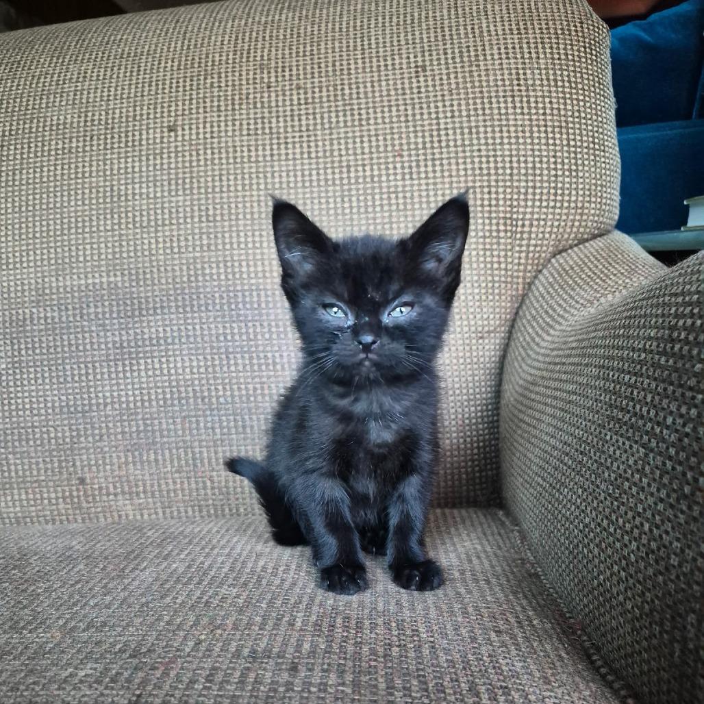 Enlarge Abby, a Adoptable Domestic Short Hair in Richland, MI image 1/2