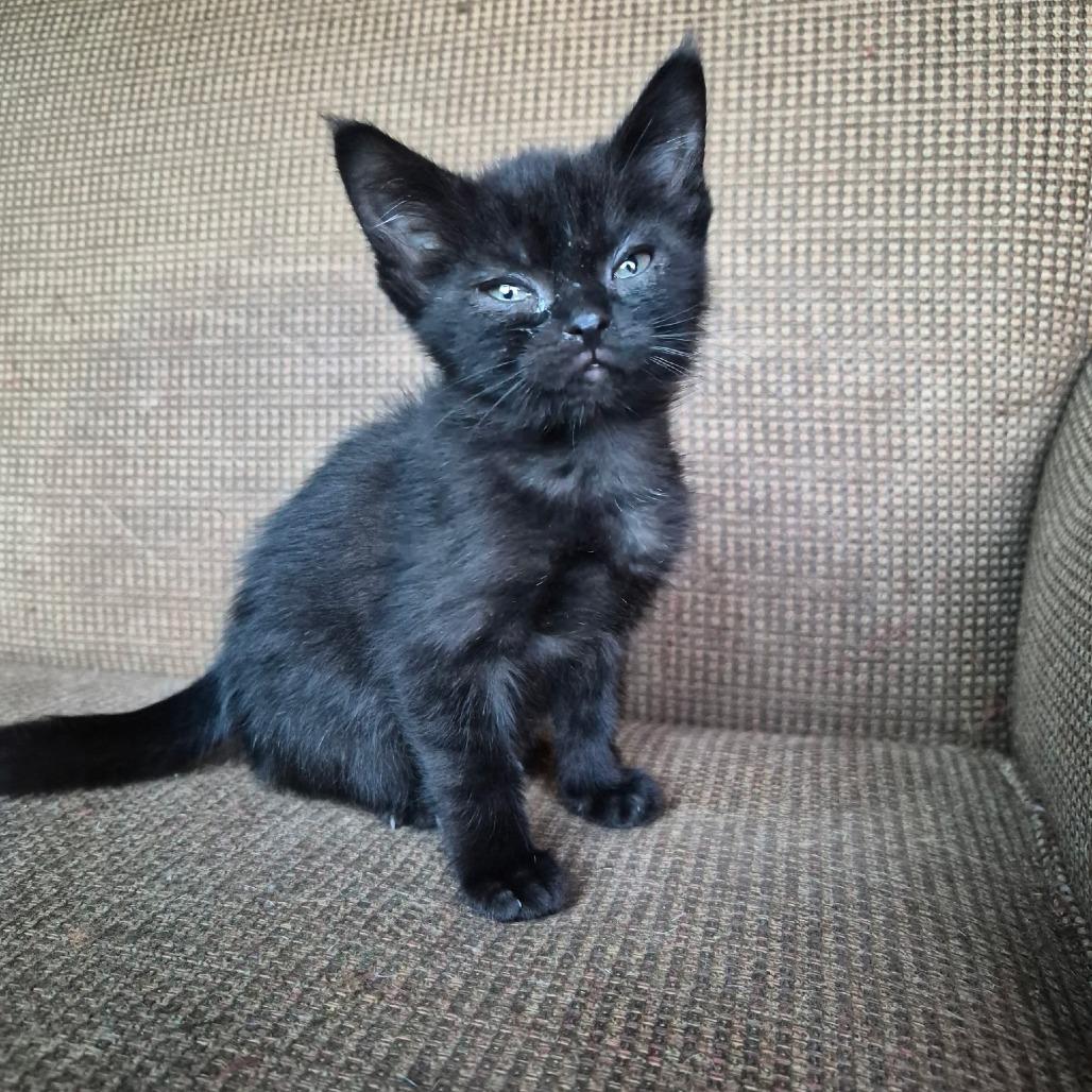 Enlarge Abby, a Adoptable Domestic Short Hair in Richland, MI image 2/2