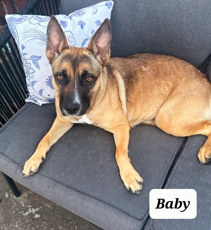 Enlarge Baby, a Adoptable mixed breed in Bellingham, WA image 3/4