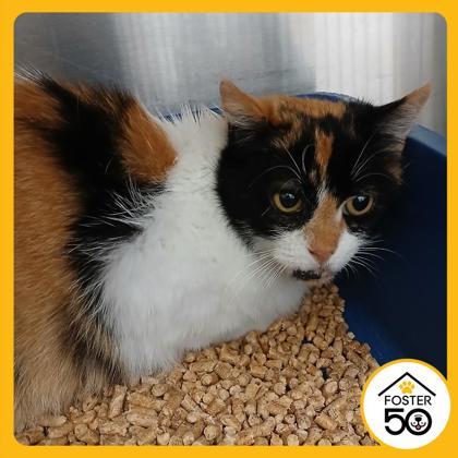 Tammy 52275, ADOPTABLE, Adult Female Domestic Short Hair.