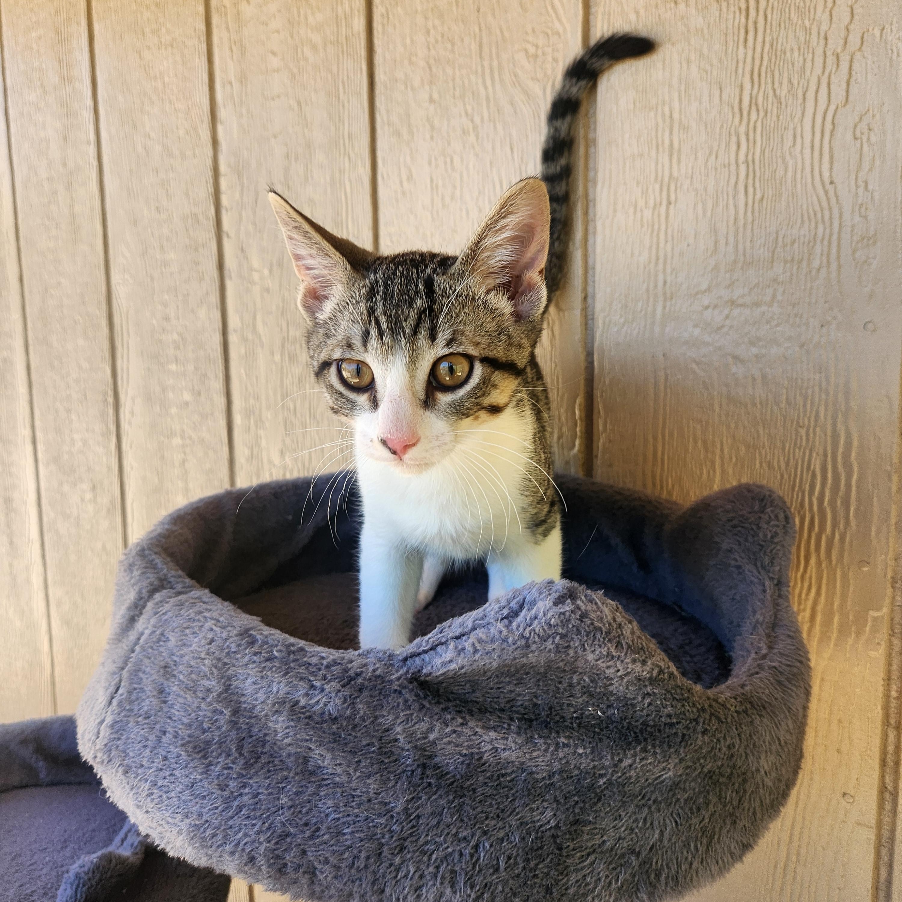 Edie, ADOPTABLE, Kitten Female Domestic Short Hair.