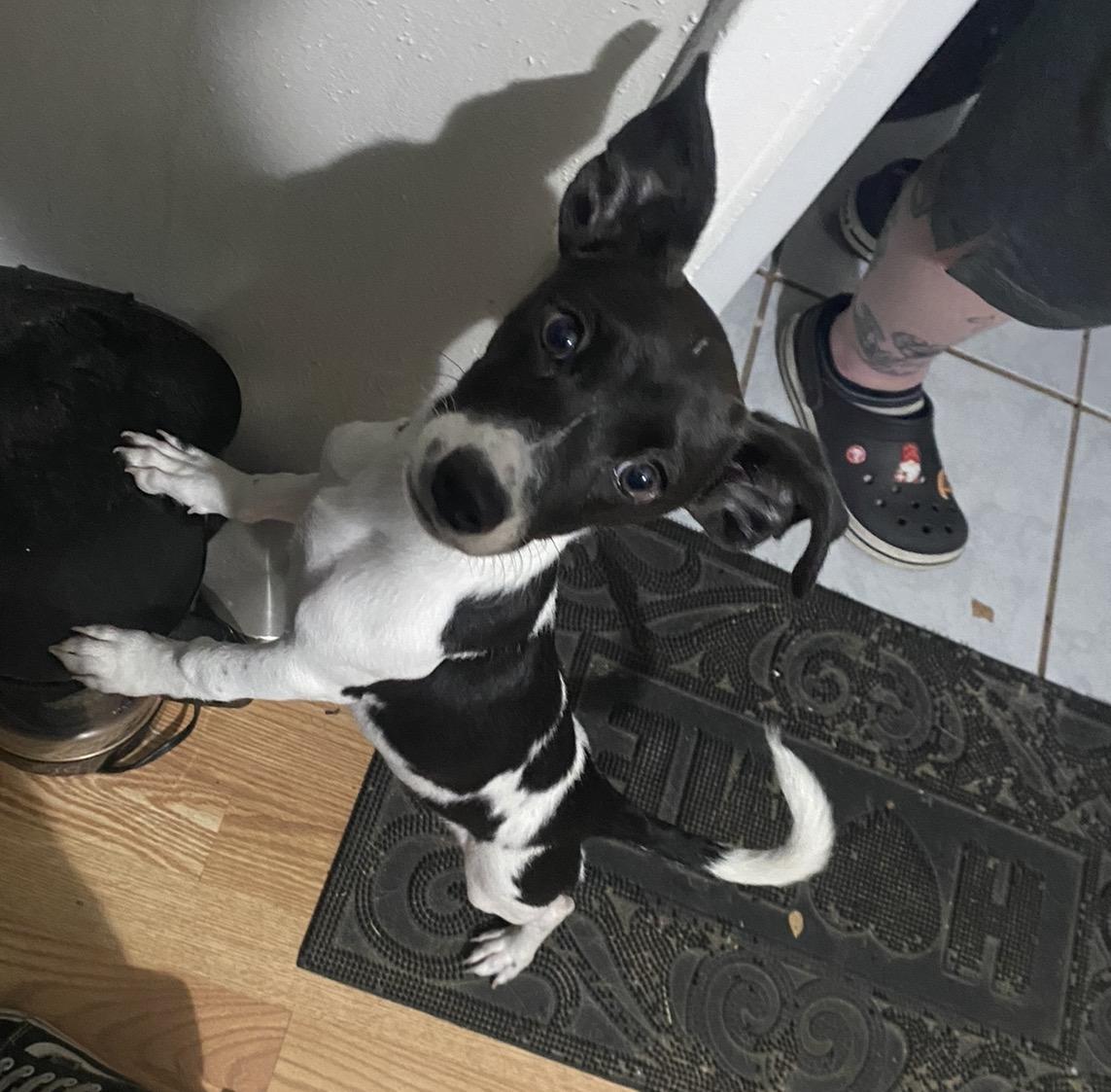 Enlarge Charlie, a ADOPTABLE mixed breed in Boston, MA image 2/6