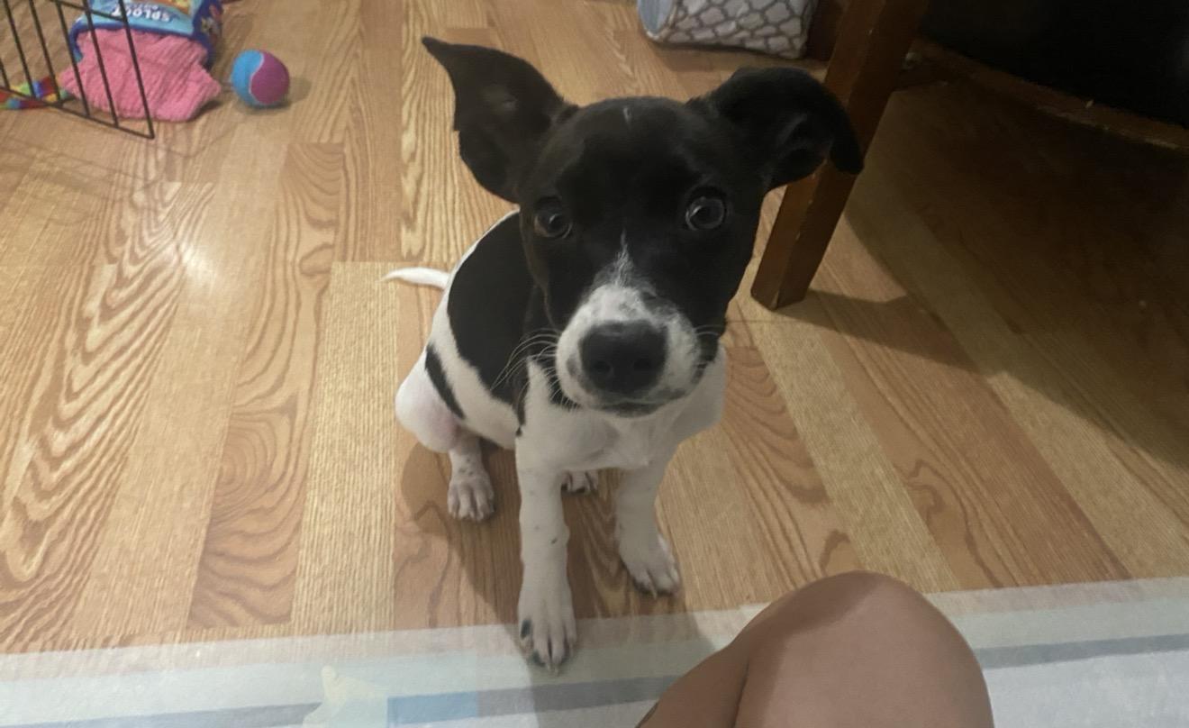 Enlarge Charlie, a ADOPTABLE mixed breed in Boston, MA image 3/6