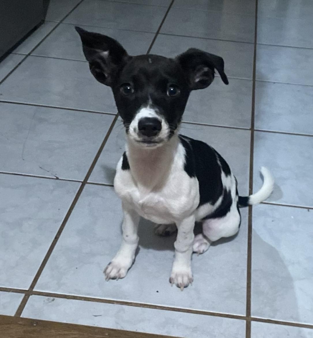 Enlarge Charlie, a ADOPTABLE mixed breed in Boston, MA image 4/6