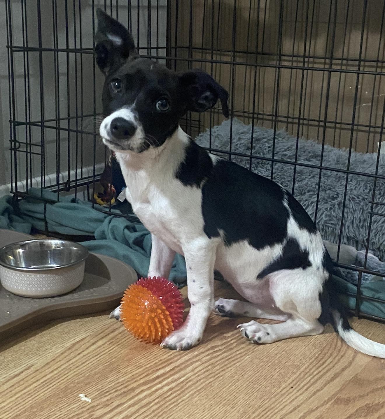 Charlie, ADOPTABLE, Puppy Female Chihuahua & Jack Russell Terrier.