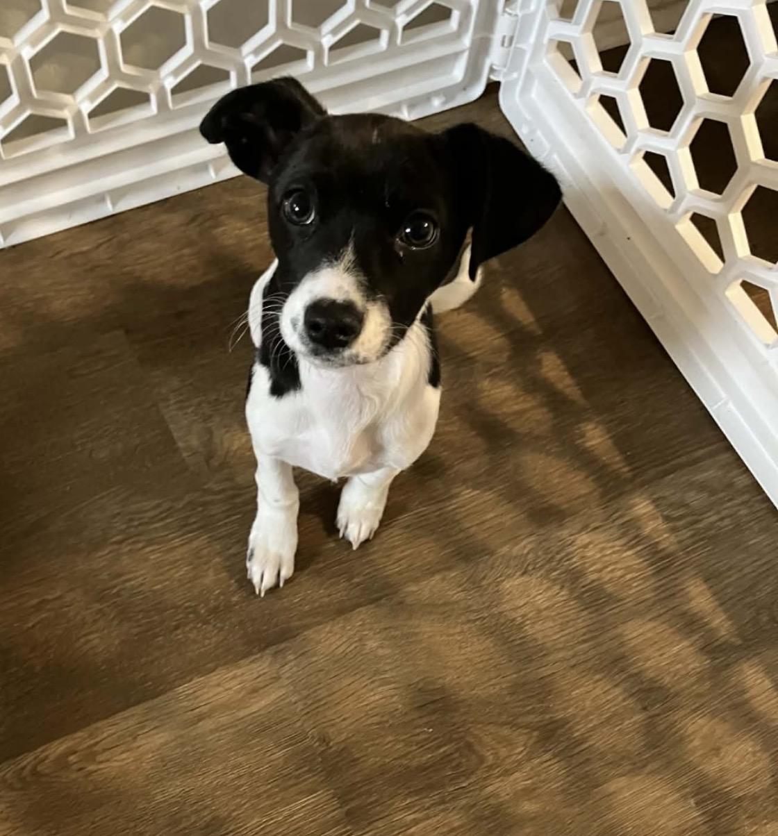 Enlarge Charlie, a ADOPTABLE mixed breed in Boston, MA image 6/6