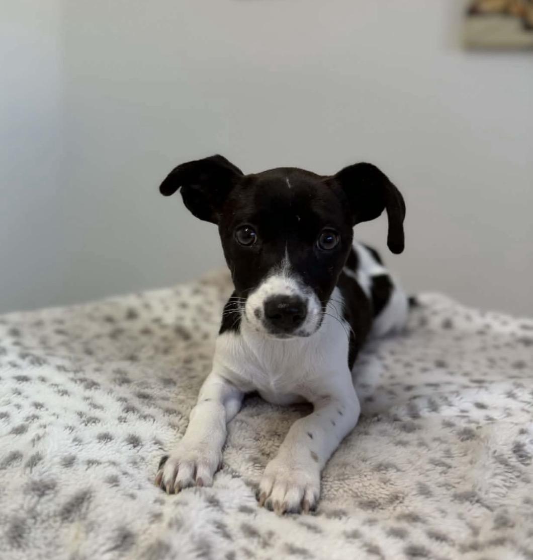 Enlarge Charlie, a ADOPTABLE mixed breed in Boston, MA image 5/6