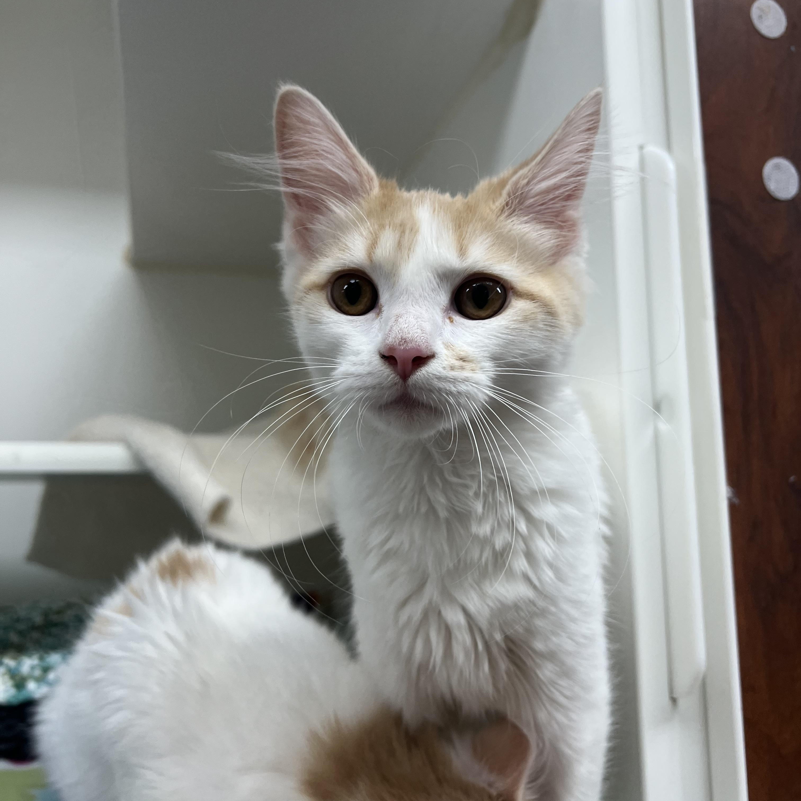 Dorina, adopted, Young Female Domestic Long Hair.