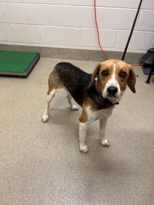Enlarge Bodie, a ADOPTABLE mixed breed in Mount Vernon, OH image 2/2