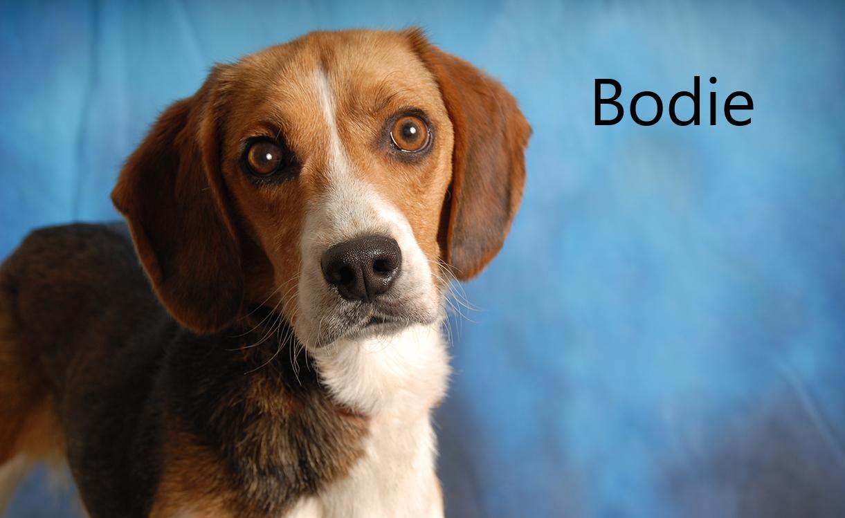 Bodie, ADOPTABLE, Adult Male Beagle.